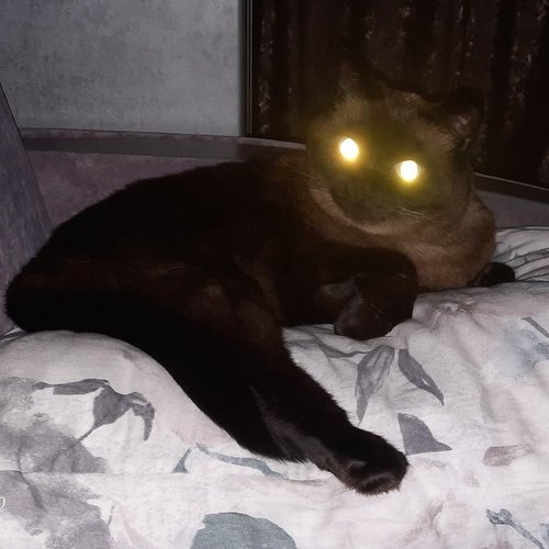 Майя