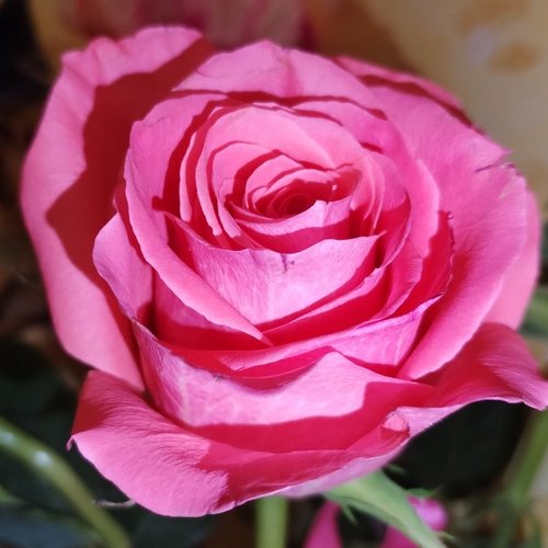 Зарифа, 14 октября 2025